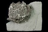 Crinoid (Gilbertsocrinus) Fossil - Crawfordsville, Indiana #136530-1
